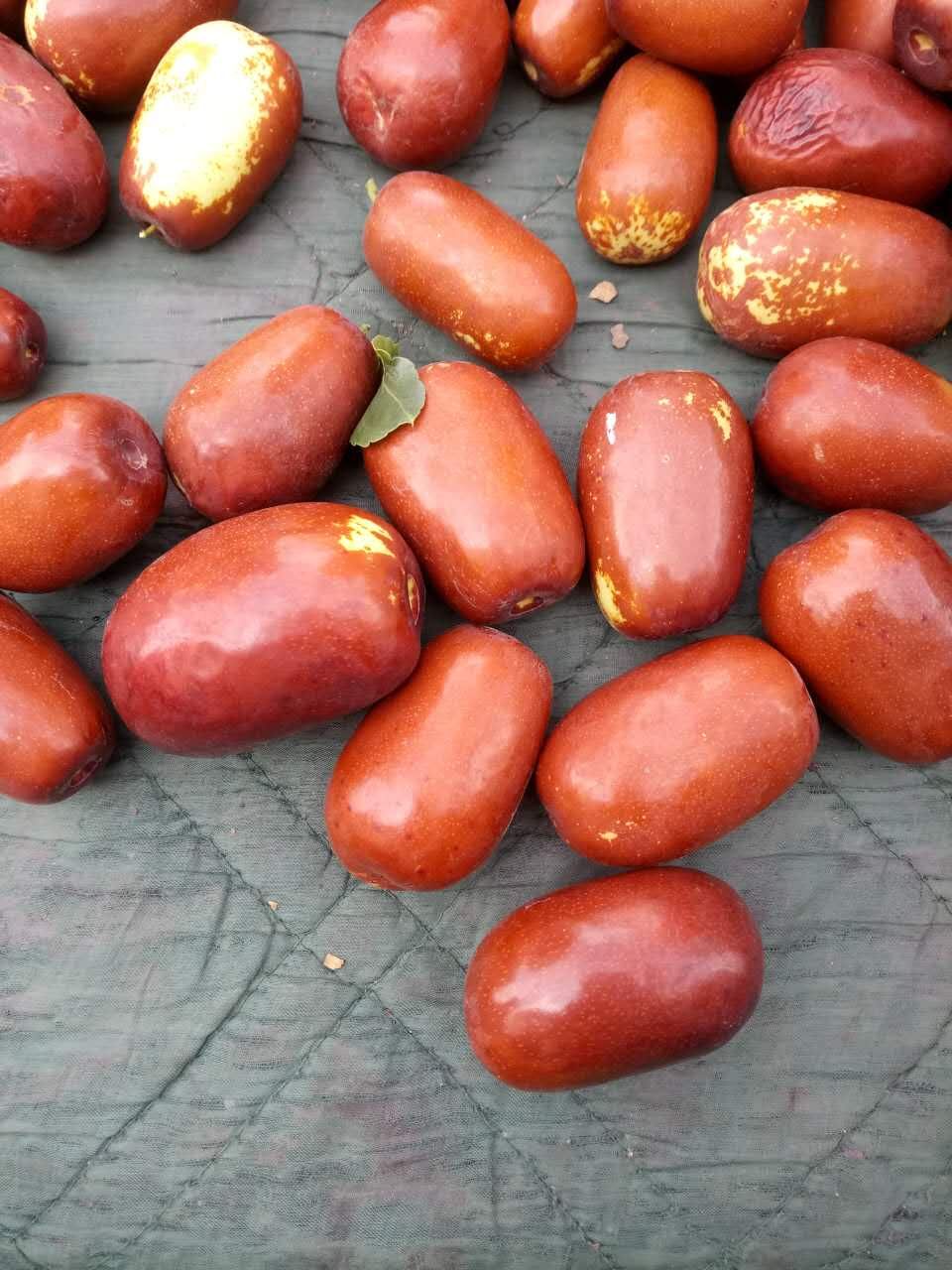 山西太谷壶瓶枣供您欣赏!枣红忙碌的季节