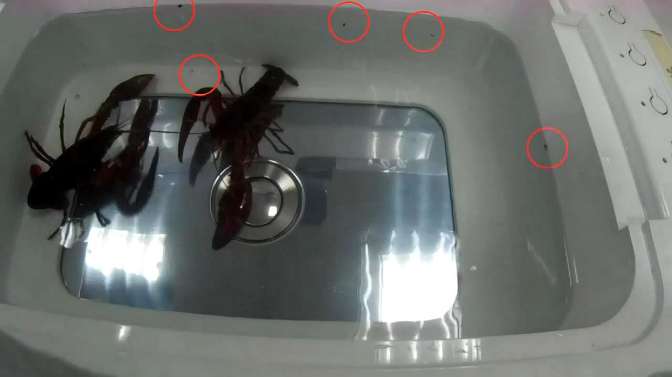 沙骚脚寄生虫治疗过程 视频在线观看 爱奇艺搜索 沙骚脚寄生虫治疗过程 视频在线观看 爱奇艺搜索
