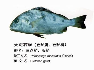 大斑石鲈你了解吗?看看这些再说话