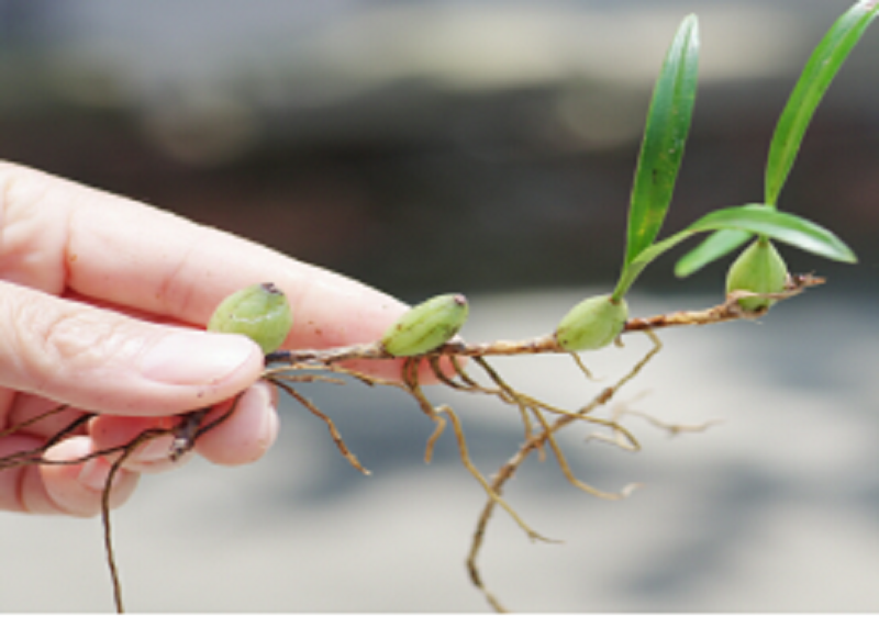 石橄榄种植的小妙招,你知道吗?(百家号/文)