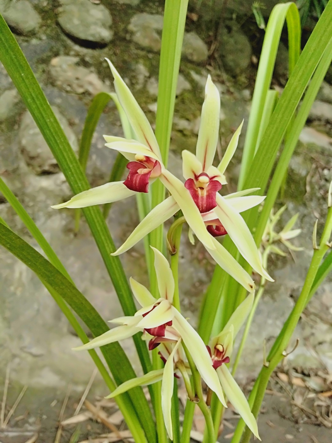 送春红素,这盆开的牛逼哇