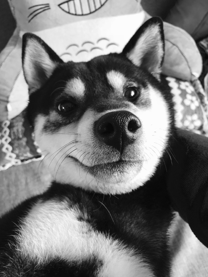 柴犬幼犬出售活体日本豆柴纯种家养中小型黑白柴犬幼崽 - 朝阳宠物狗