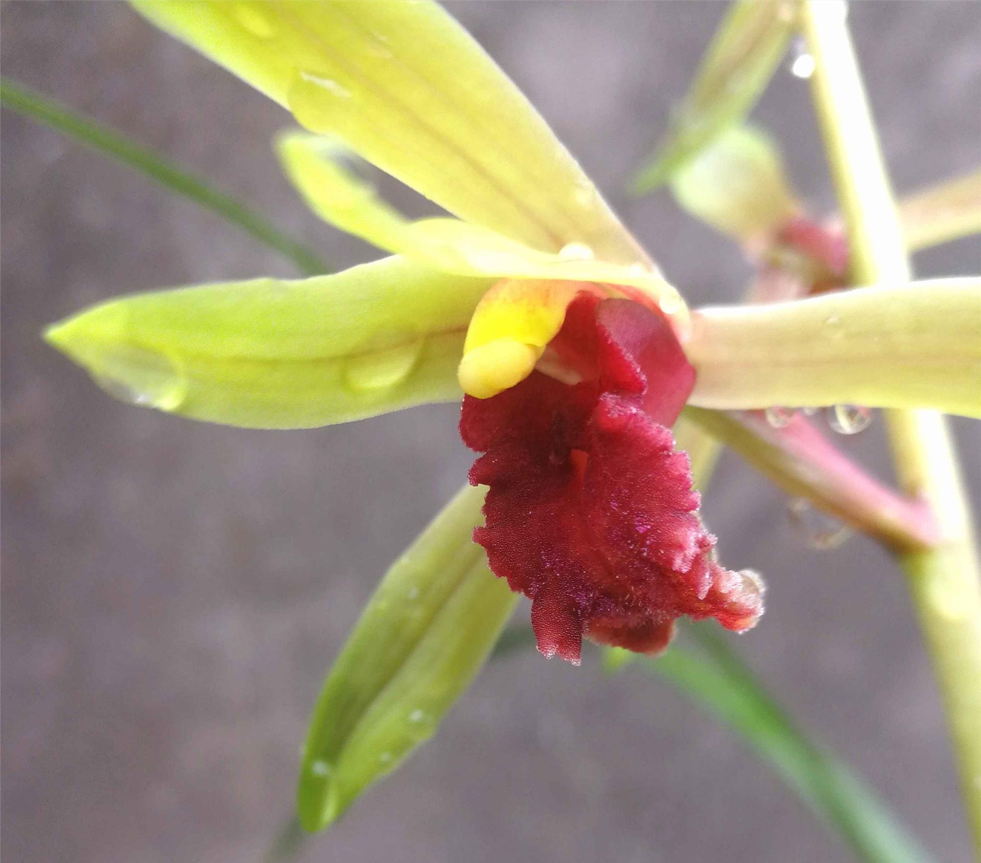 至尊红颜开品图三