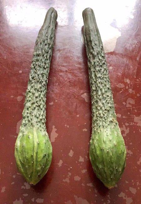 表姐请我吃黄瓜,可从她房间里拿出来的,我不太敢吃