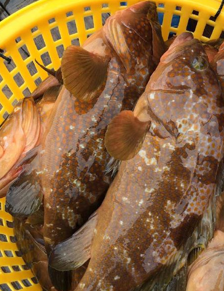 南方沿海各种常见海鲜 只能说海鱼的种类真的太丰富了