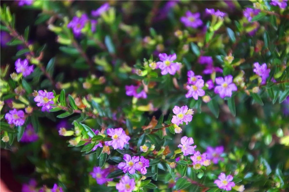 紫花满天星花期图片