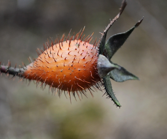 这种野果浑身都是"刺",10元一斤有人收购,但农民不愿意采摘!