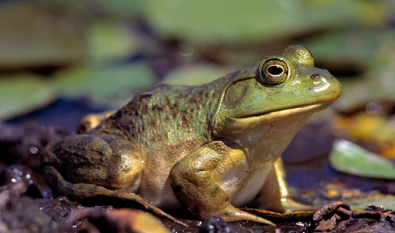 牛蛙养殖的小妙招,你知道吗?