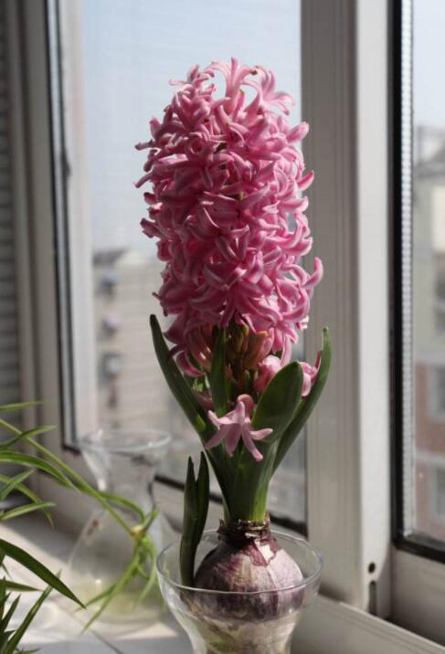 风信子真是"开花狂魔",花败剪1刀,还能再开一茬!