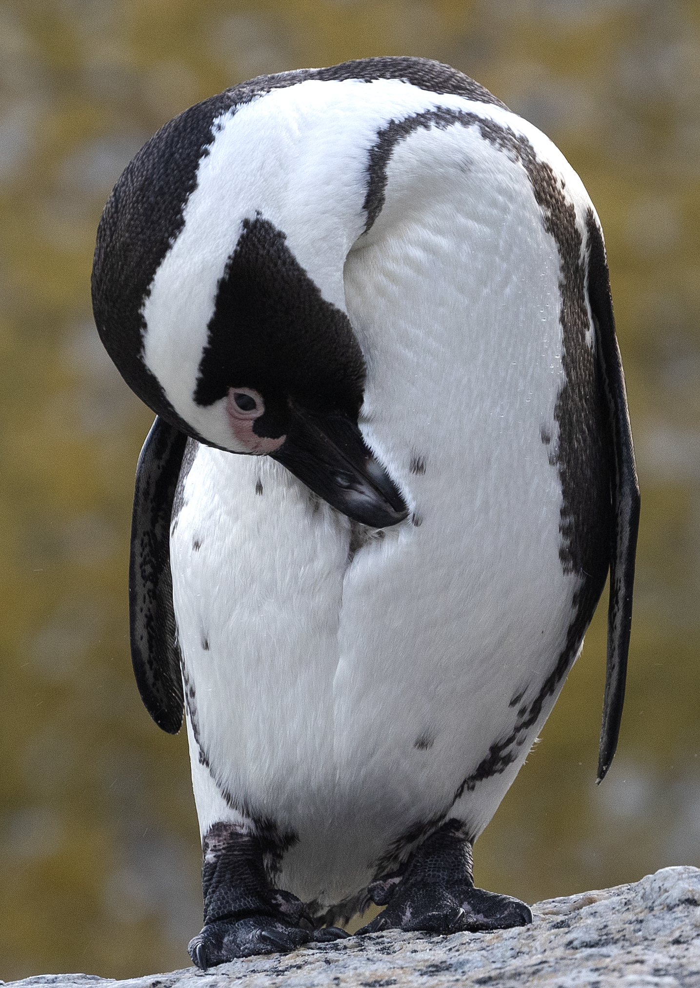 南非的非洲企鹅(12)