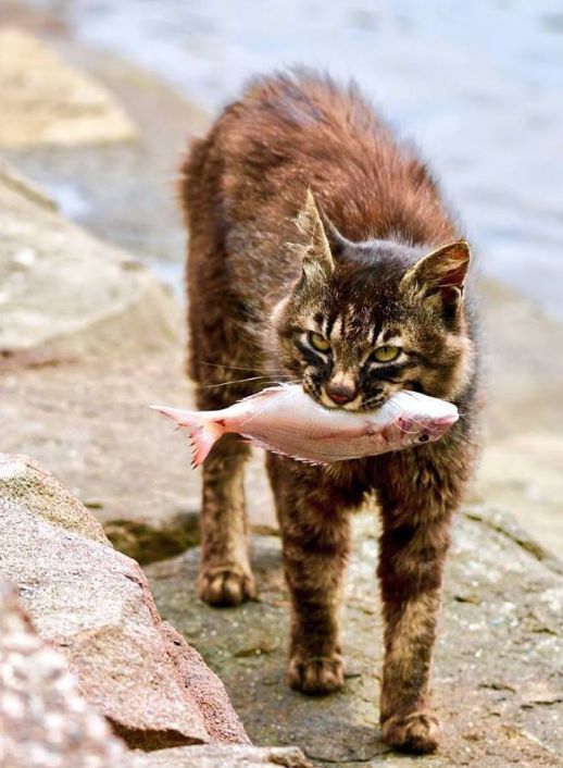 在河边拍到一只捕鱼的猫,最后回头那一瞥,老霸气了