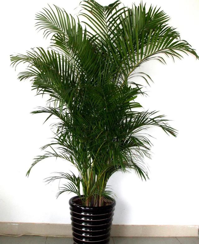 家里养3种大型盆栽,叶片巴掌大,绿叶寓意好,摆在客厅正适合