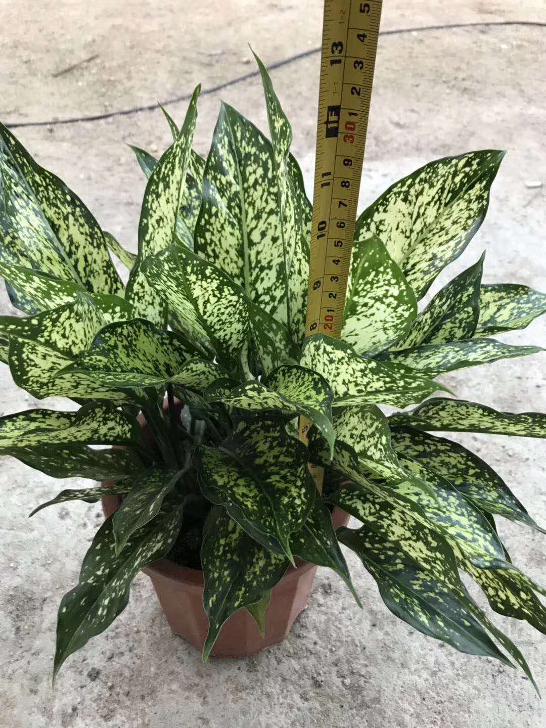 4.      绿翡翠日常浇水注意事项