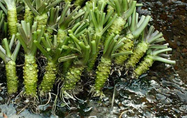 树下一种"雪花菜",香味独特,价格昂贵,1株能卖百元却无人种