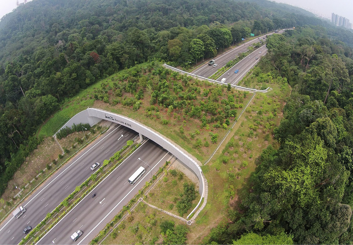 生态廊道对于物种来说有多重要?它是解决动物近亲繁殖的良方