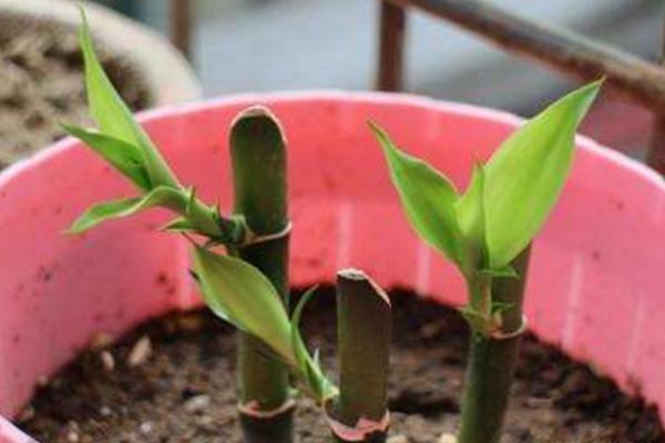 富贵竹繁殖常用扦插法,不管是土插还是水插都能生根!