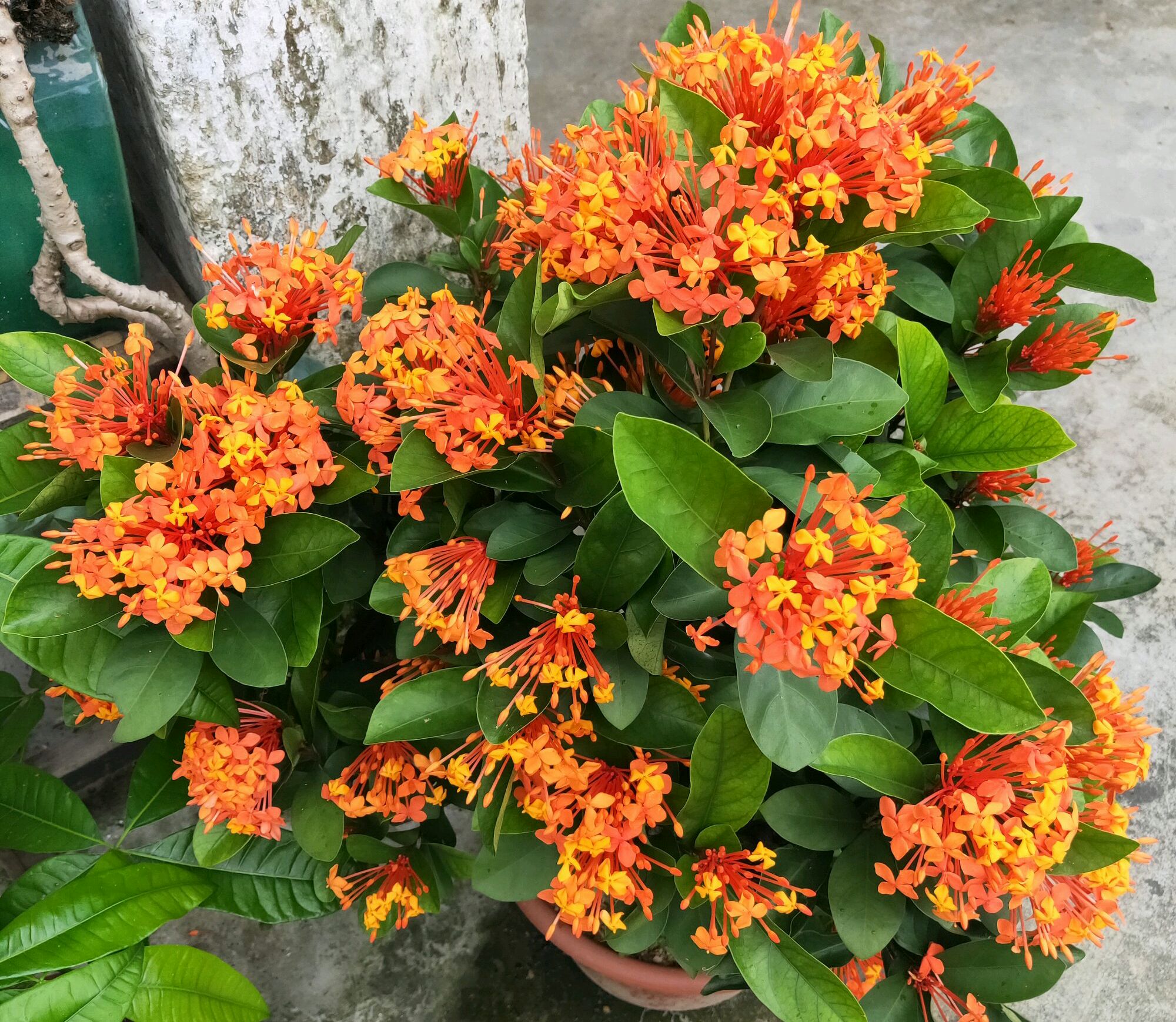 求助养花大神们:盆栽的龙船花下部叶片总是掉落是怎么回事?