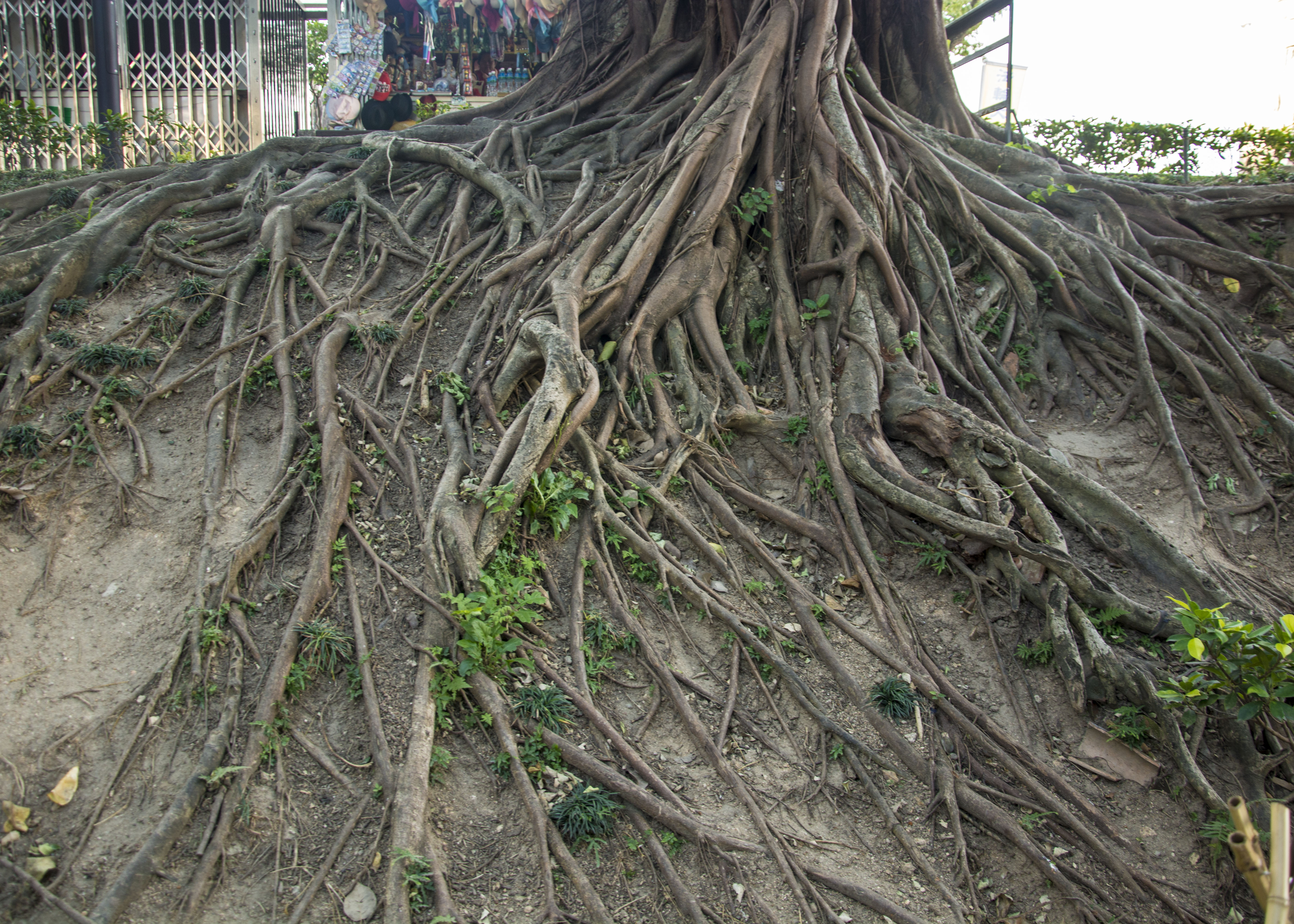 澳门有一种怪树,枝干折断会有白色乳汁流出,人们都称这是假树