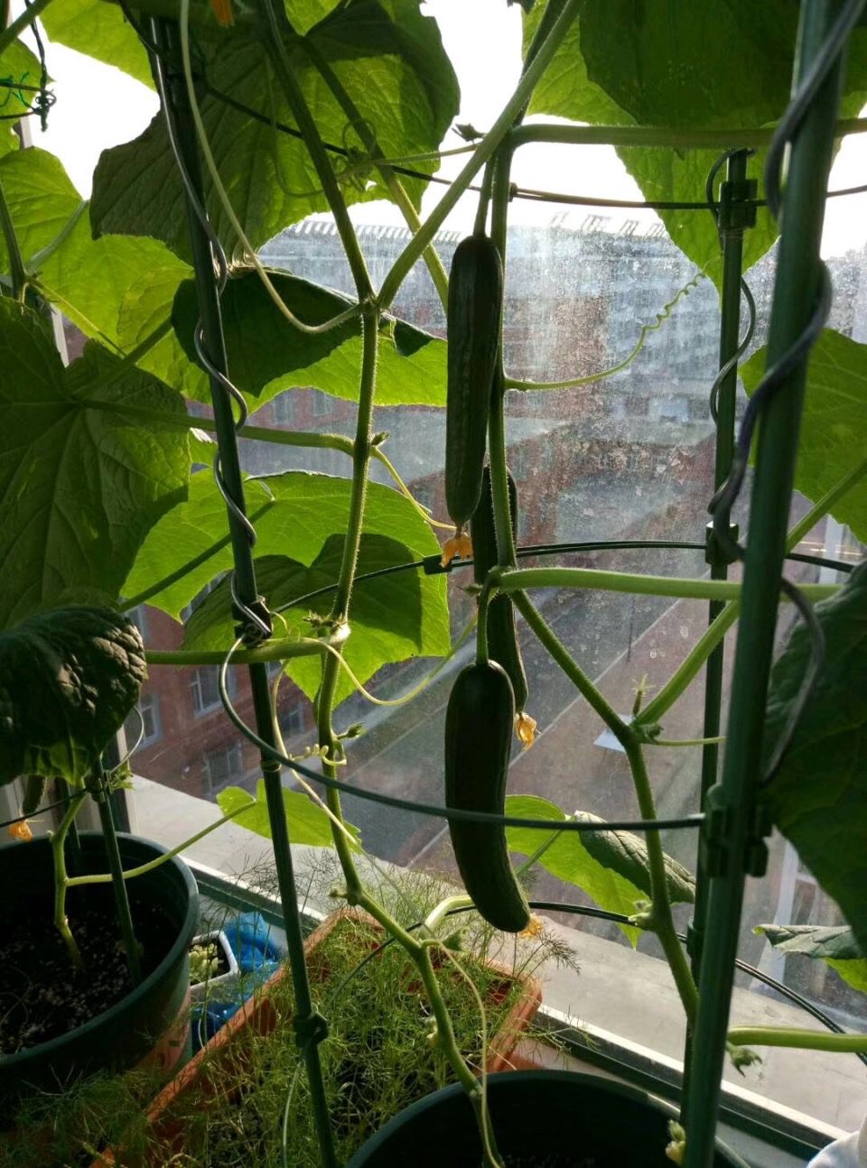 盆栽黄瓜 - 2020年最新商品信息聚合专区 - 百度爱采购