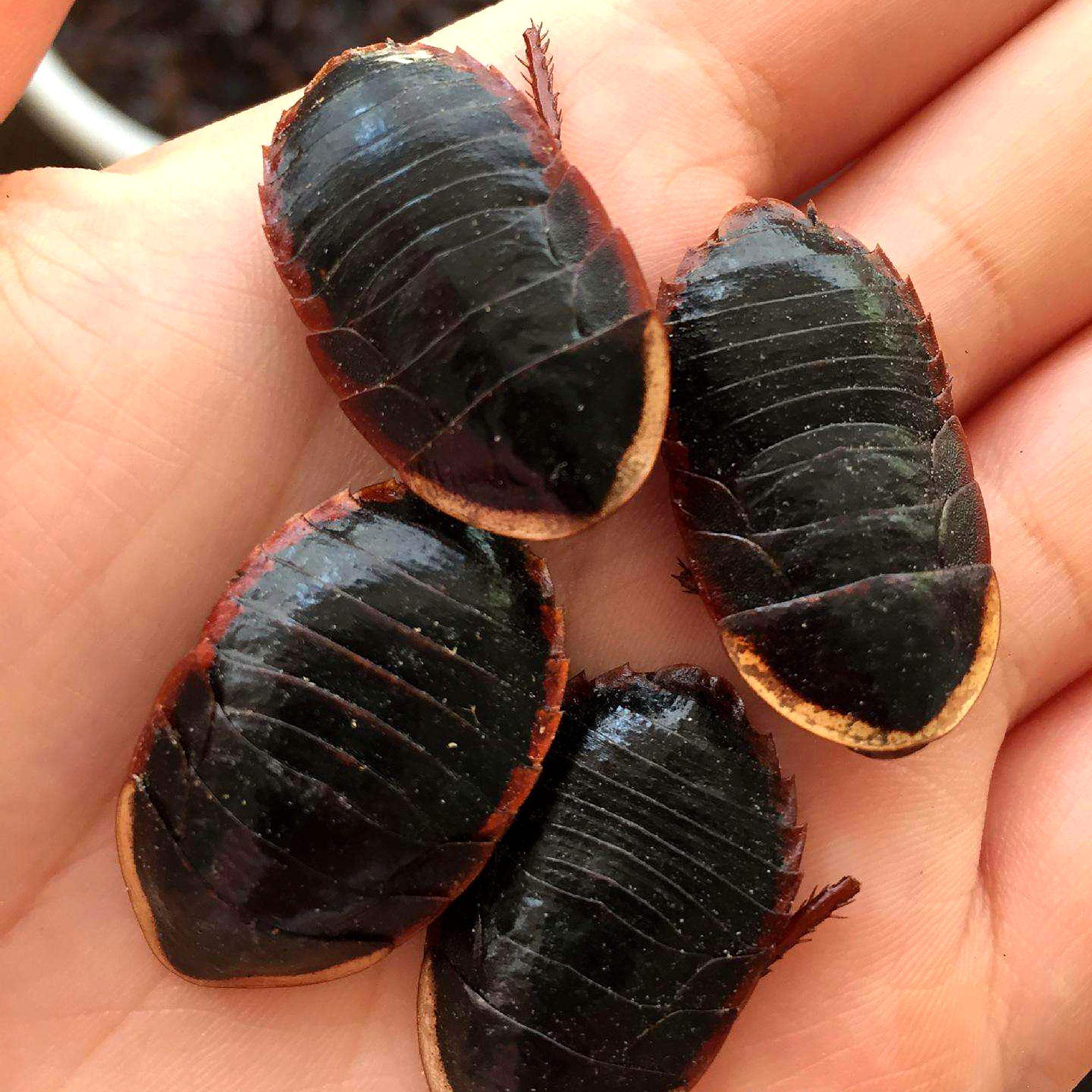 正宗"土鳖",曾风靡全国,无奈成为一场"骗局",农民谈之色变