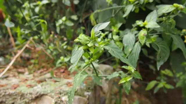 小时候的味道,即将消失的老手艺:云南壮乡手工植物染花米饭