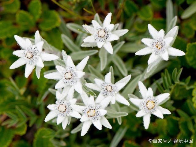 瑞士的国花火绒草有一个更加通俗和流行的名字叫做雪绒花