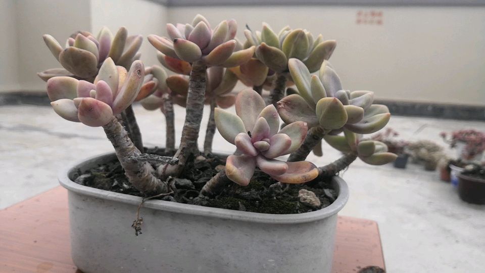 这几种景天类多肉,在北方地区全程露养,竟然没冻死