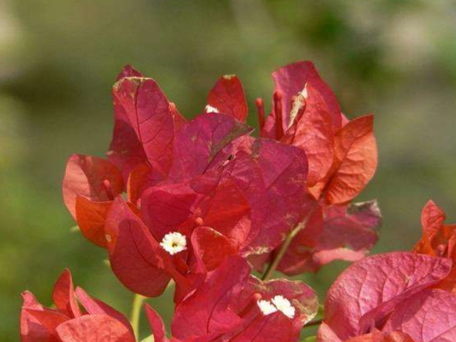 叶子花属花色鲜艳,色彩丰富,是重要的观赏花木