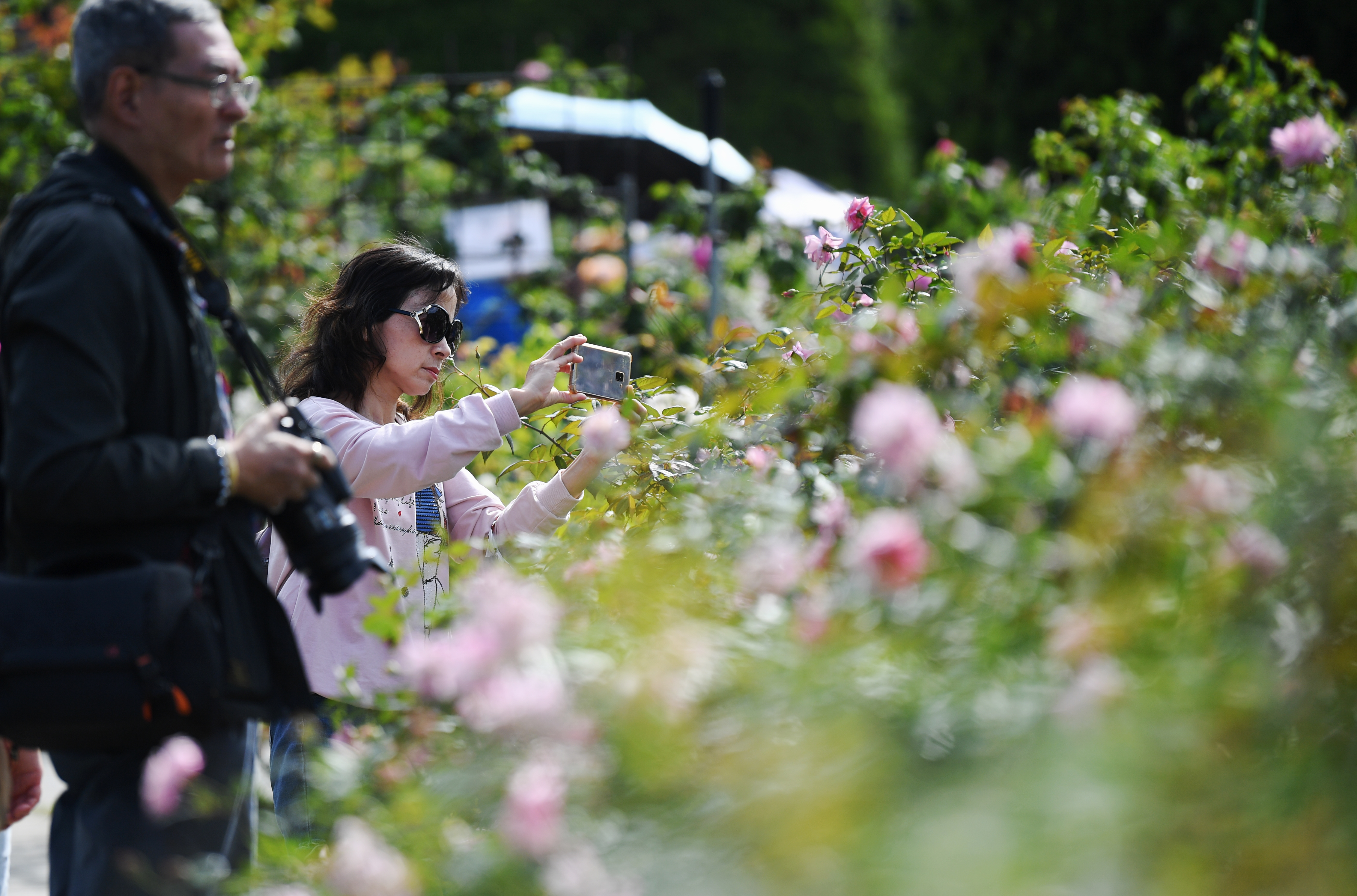 2019台北玫瑰花展开展