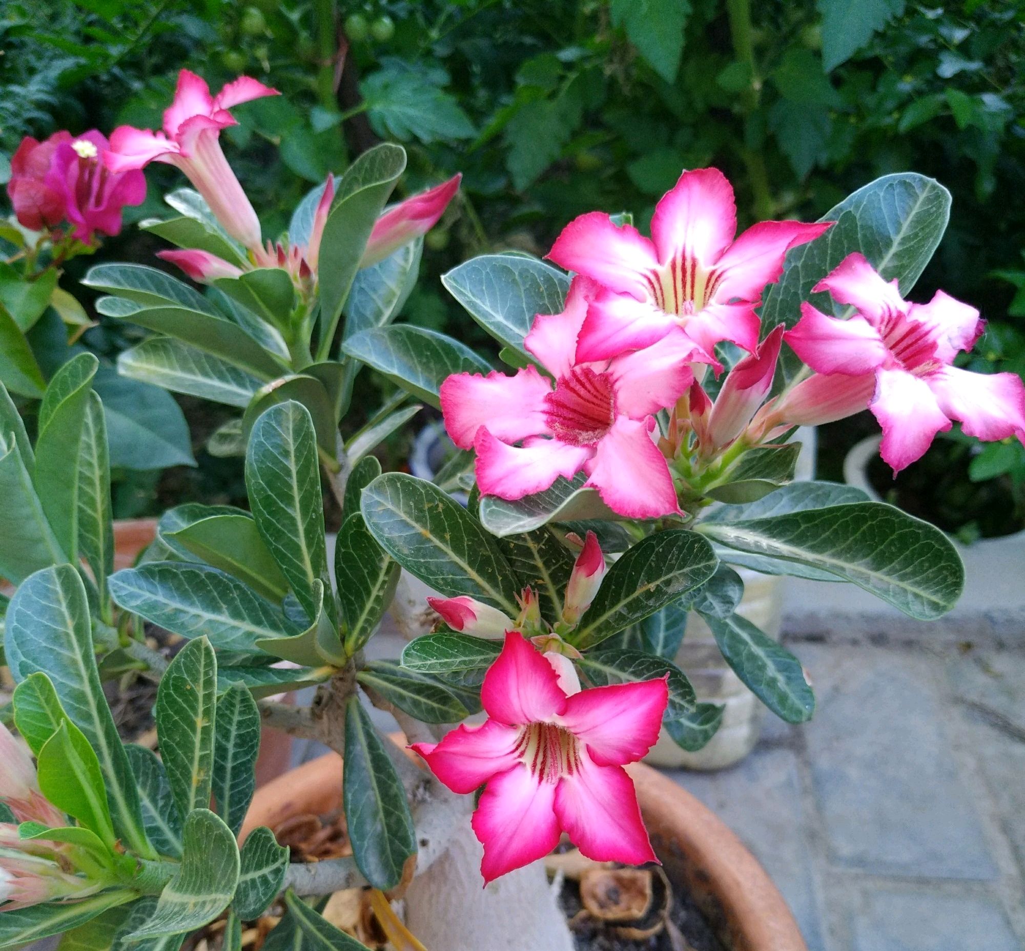 沙漠玫瑰稍不注意就掉光叶?养根是关键,营造湿润环境是重点