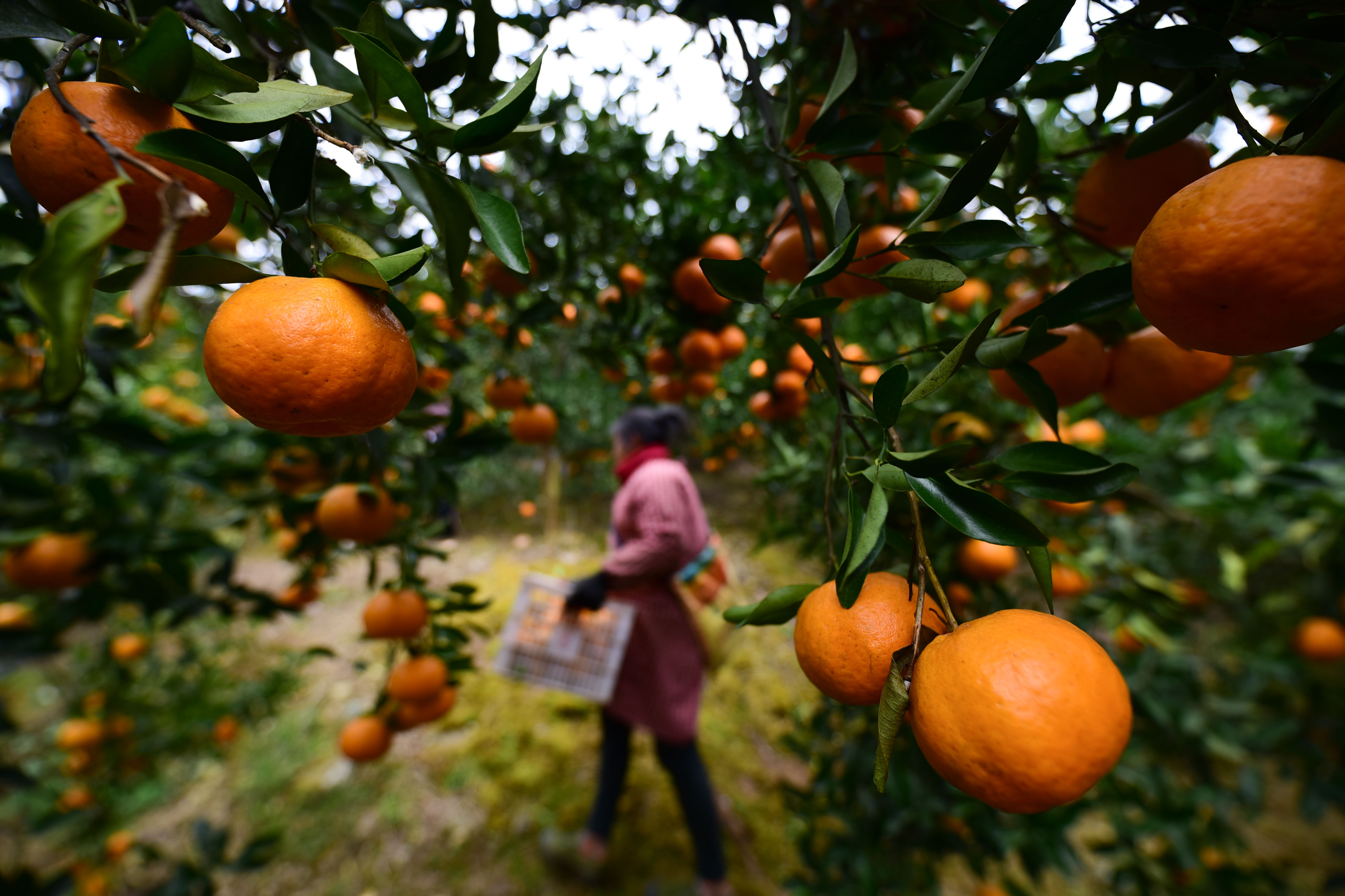 贵州丹寨:"椪柑村"里说丰年(3)
