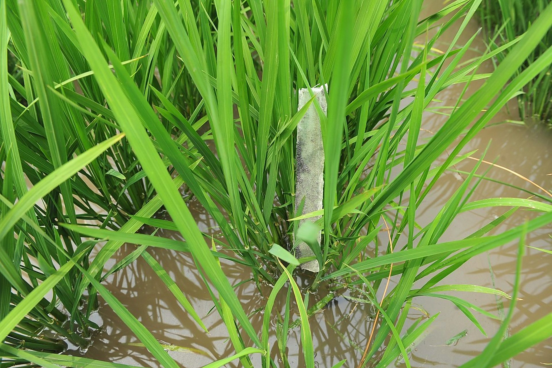 水稻细菌性褐条病是由水稻黄单胞菌引起的,主要症状为叶片出现褐色