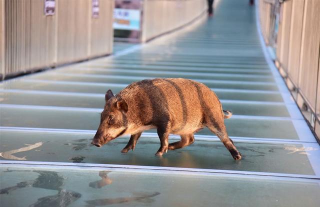 2018年11月29日,广东省清远市,一只山猪误入广东清远古龙峡云天玻霸