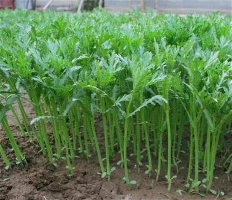 种植茼蒿高产新技术,田间管理,高产新方法