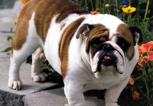 此犬被称作"老虎犬",常被误认为是我国的沙皮犬,深受各国喜爱