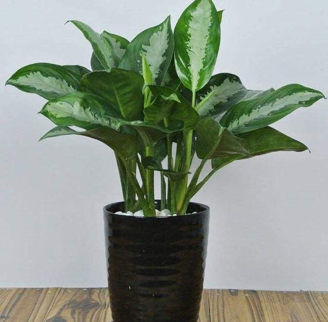 办公室最流行"皇后花",净化空气还长得美,工作压力跑光光!