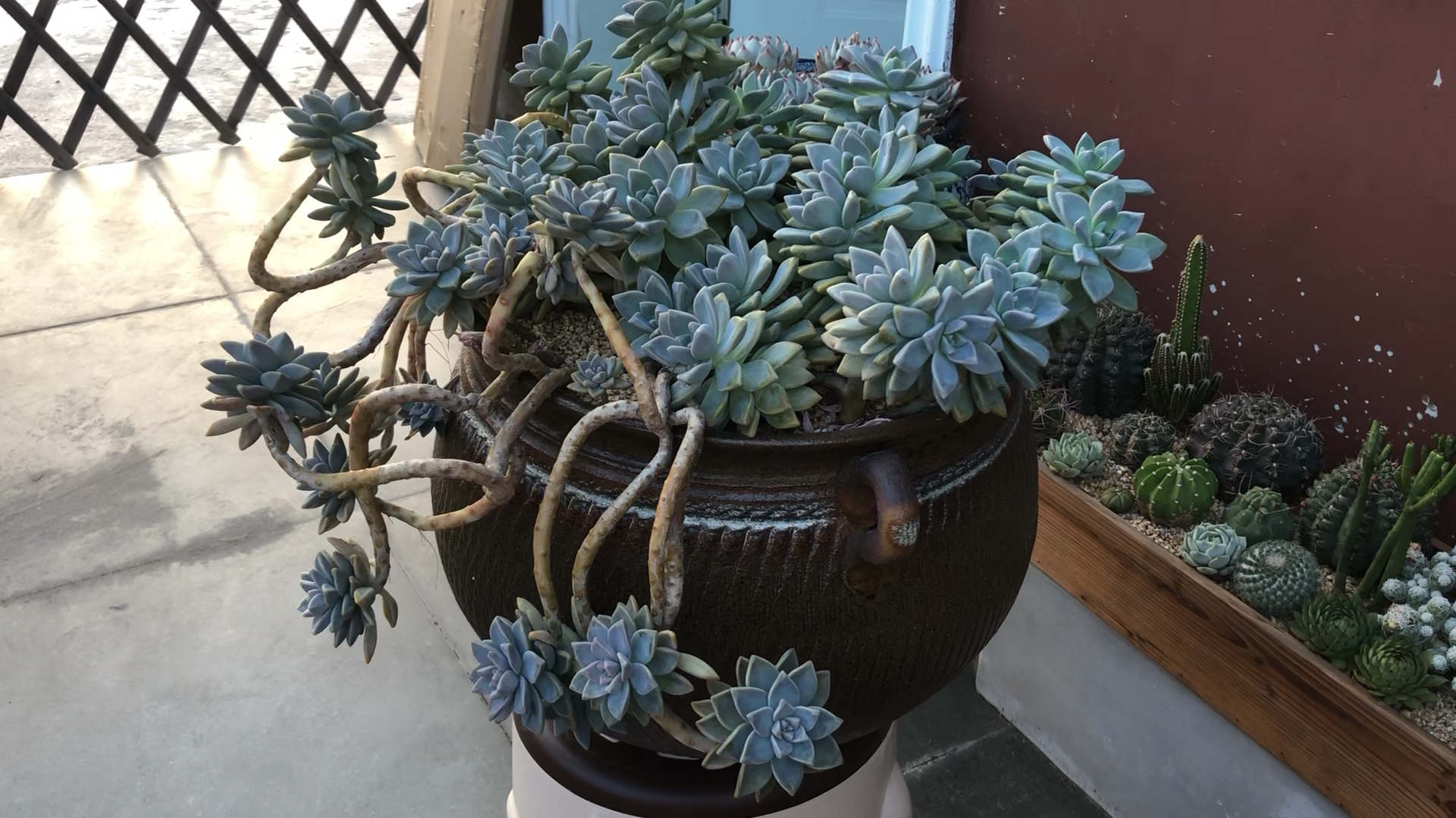 超级好养的多肉植物淡雪