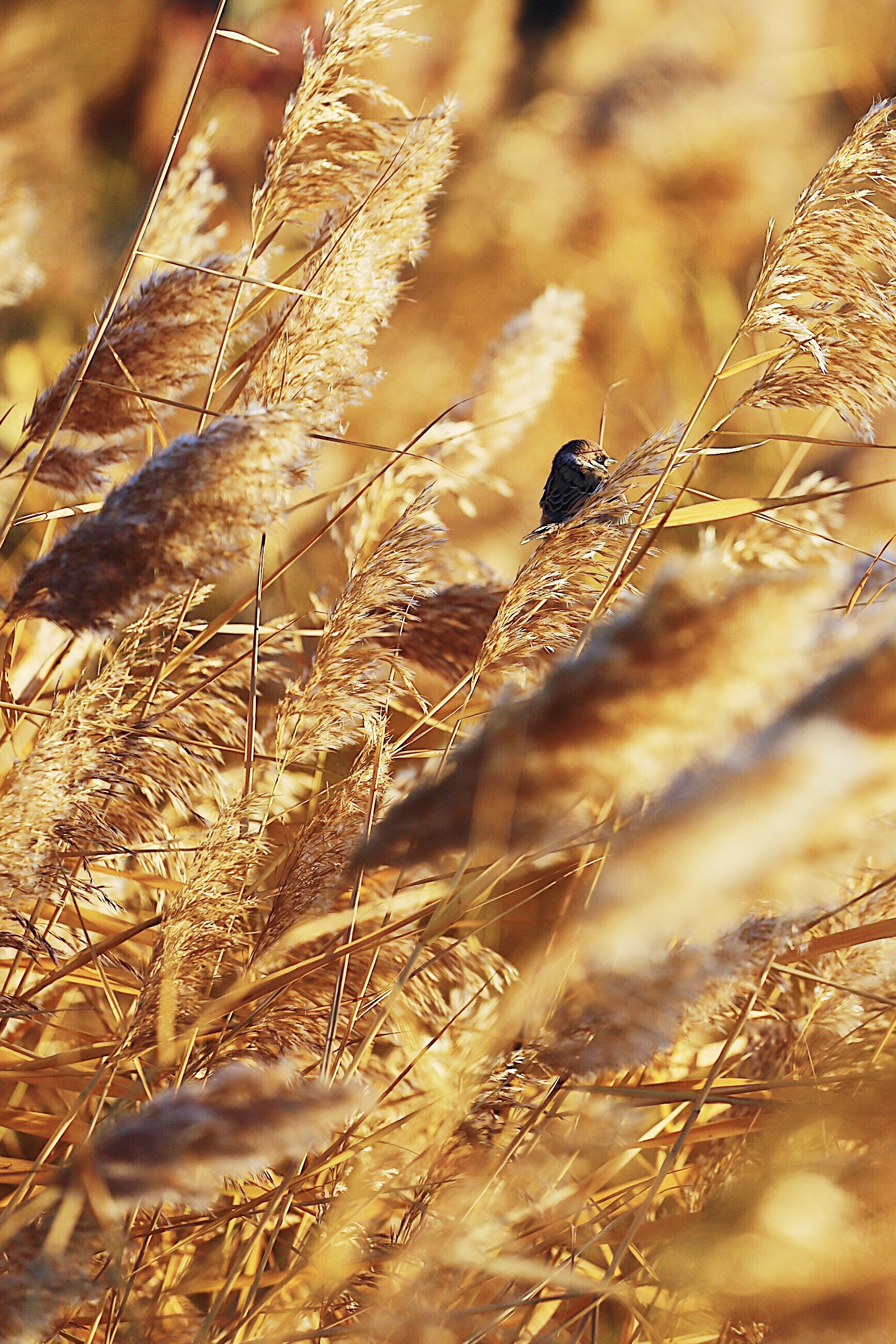 秋风拂过纳林湖的芦苇荡