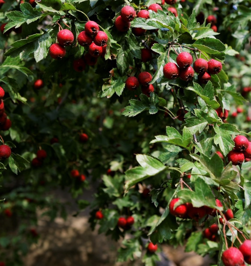 野山楂,又名浮萍果,大红子,红果子,南山楂,酸里红子等.