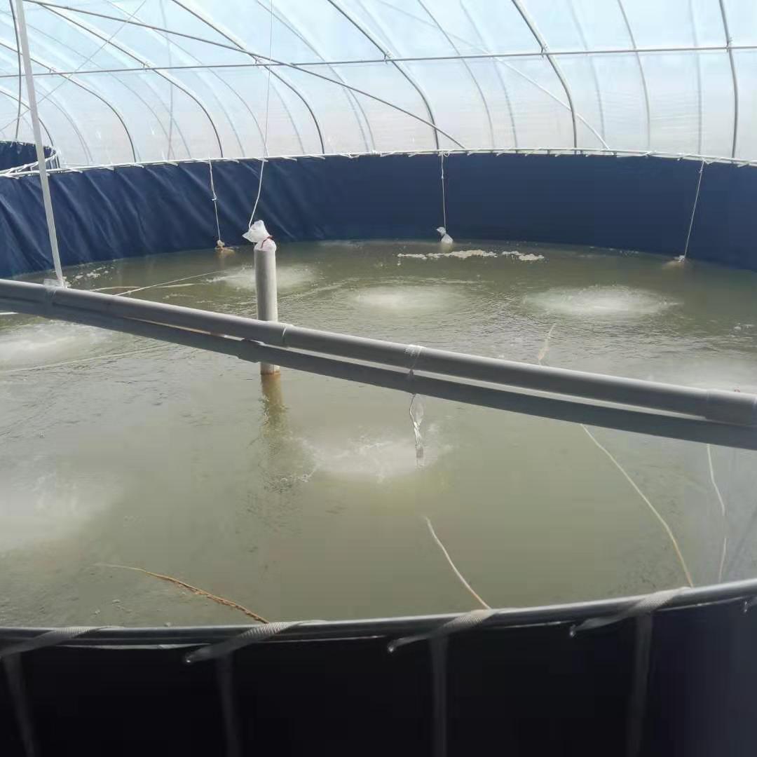 淡水养虾的基本知识 水产养虾的一些基本常识