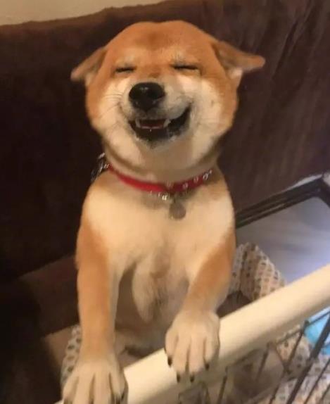 萨摩耶我是微笑天使柴犬我是表情包大王哈士奇我