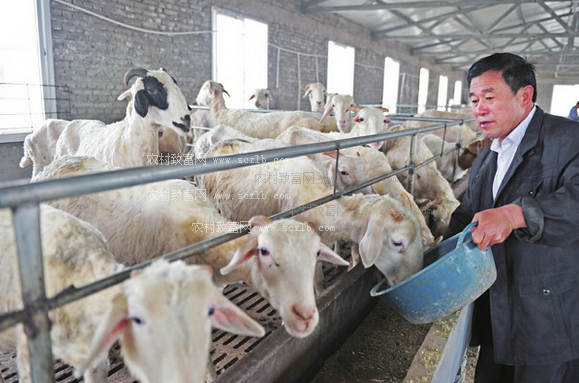 养羊过程中4个冷知识,值得养殖户收藏!