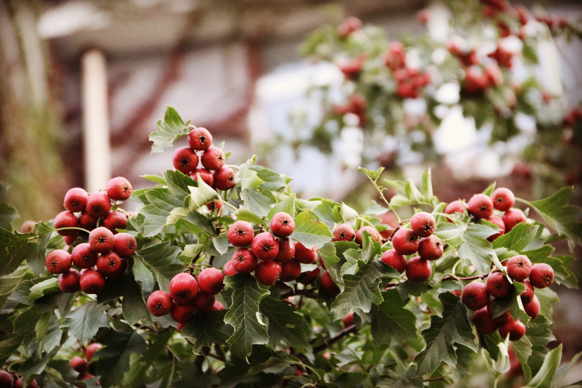 奥森从南园到北园的休闲步道两边,火红的几棵大山楂树,真是太好看了!