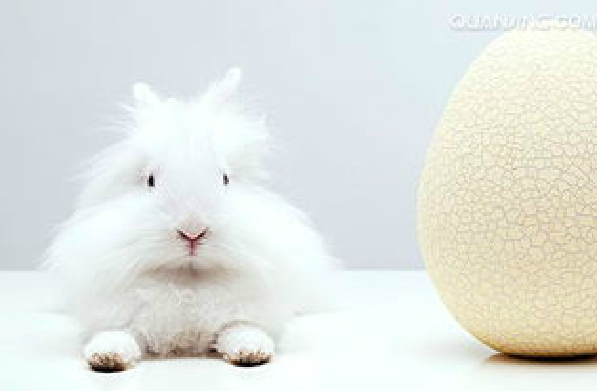 德国安哥拉兔,学名:german angora(德种长毛兔),属毛用兔