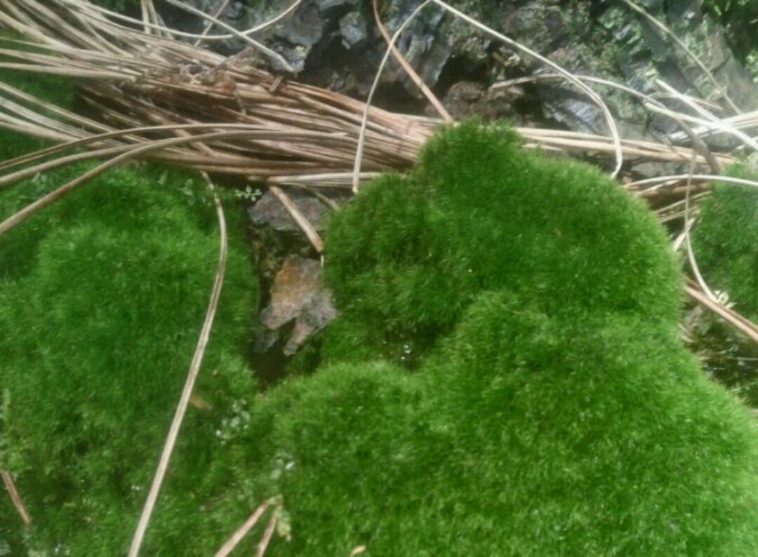 短绒藓做微盆景漂亮美观但是易发黄,短绒藓怎样养得青翠欲滴