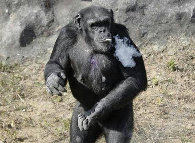 小伙动物园游玩,发现猩猩竟然在抽烟,真相背后却让人气愤不已