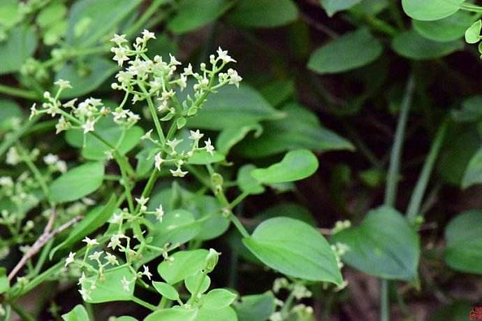 农村的这种野草,竟是天然止血药,具有活血散瘀,祛风通经的功效