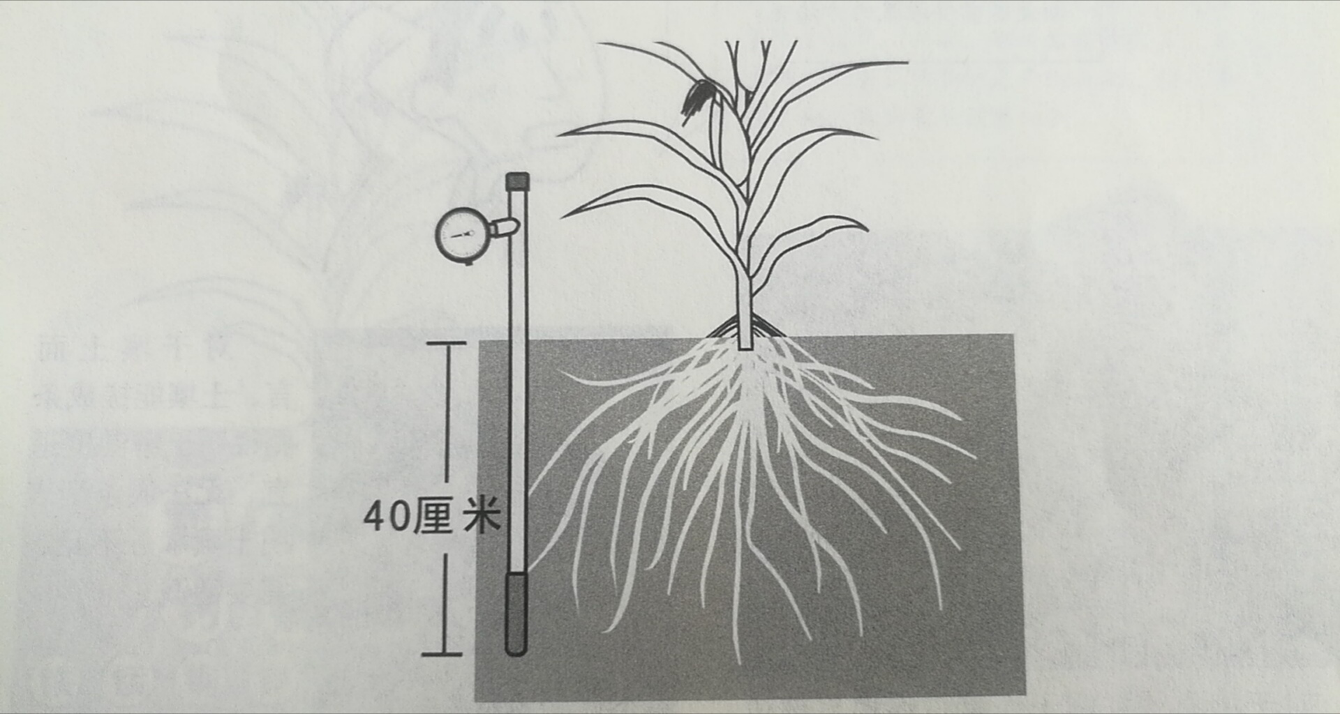 玉米生长健壮,实现高产,最适合的土壤湿度你清楚吗?