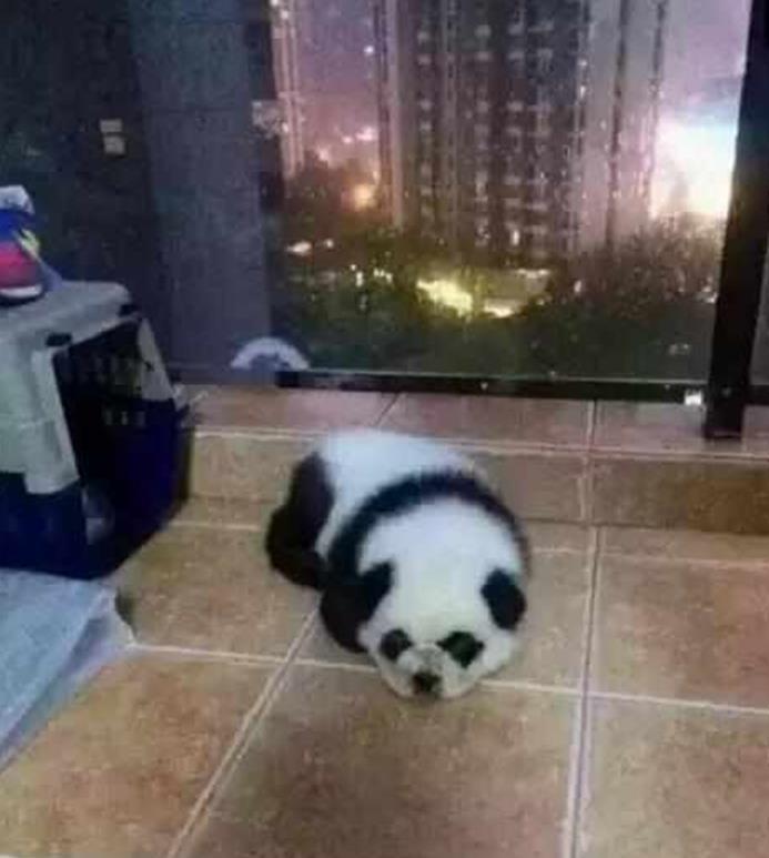 主人把狗染成熊猫色,不料遭警察多次登门调查,只因长得太像国宝