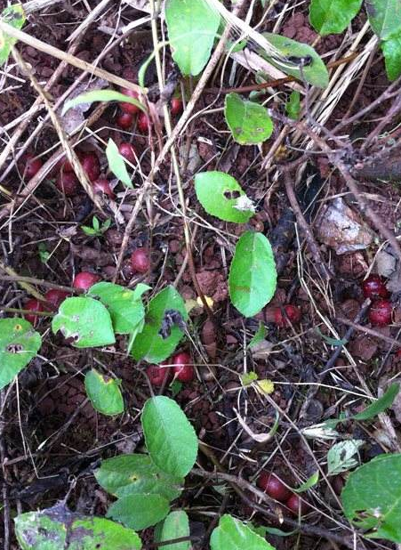 这种野味被称为野地瓜,是一种可以集食用,药用,绿化,观赏于一体的多